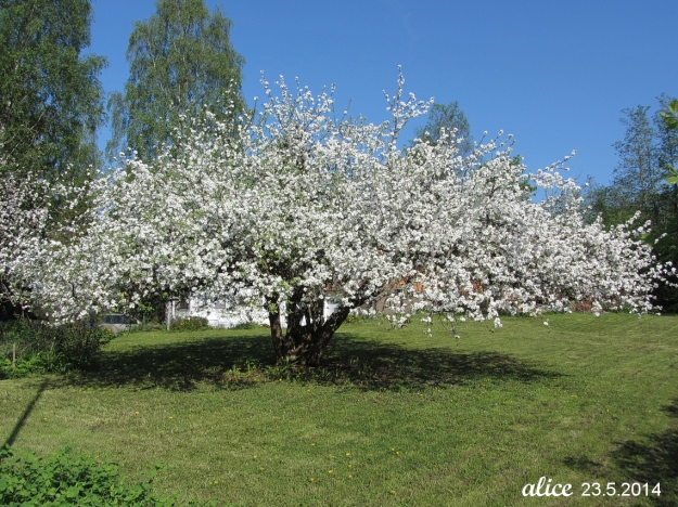Apple tree, apple blossom IMG_5919C