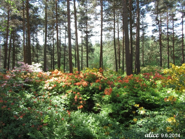 Alppiruusupuisto Haaga Rhododendron Park Helsinki IMG_6465C