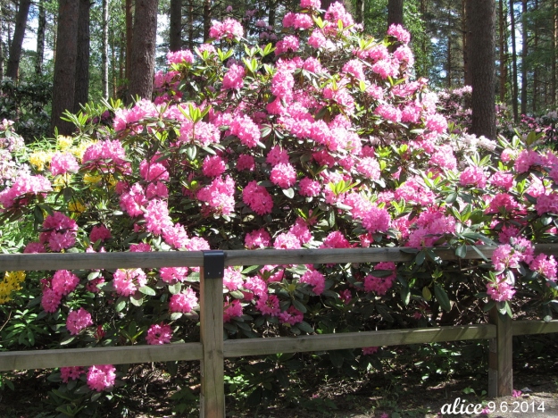 Alppiruusupuisto Haaga Rhododendron Park Helsinki IMG_6474C