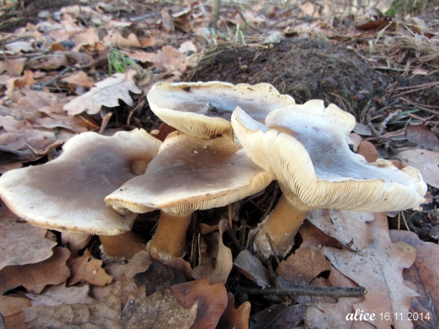 Mushrooms IMG_8272C