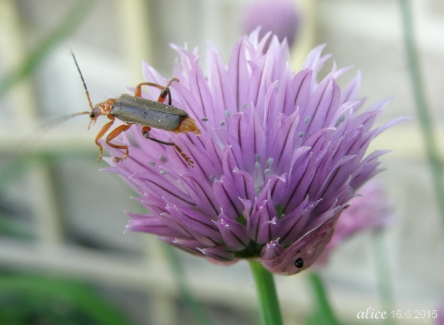 Beetle on chive flower