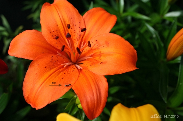 Orange Lily IMG_4902C