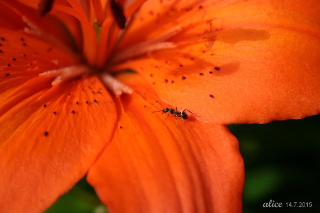 Orange Lily IMG_4905C