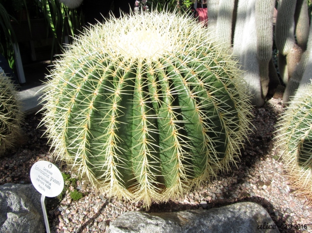 Cactus IMG_0768C