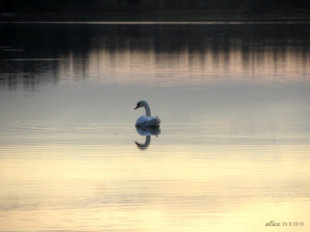 Swan at sunset img_2060c