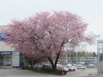 Cherry tree IMG_3394C