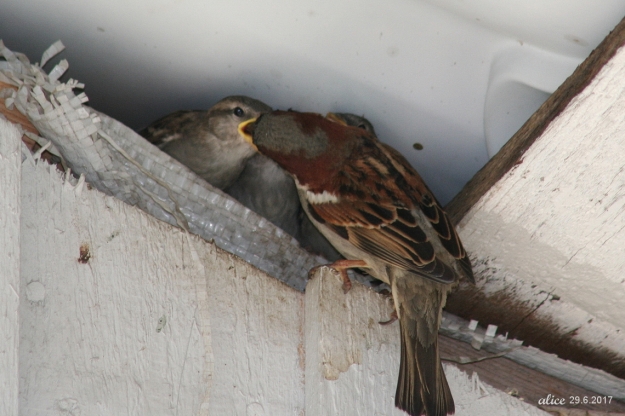 Sparrow babies IMG_5656C