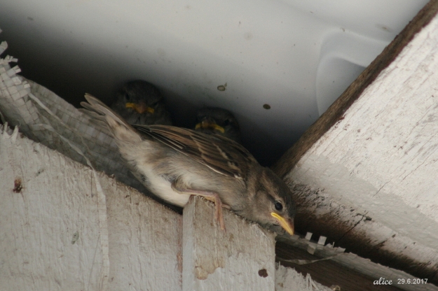 Sparrow babies IMG_5659C