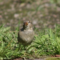 Sparrow, sparv, varpunen IMG_5943C