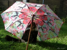 cute umbrella