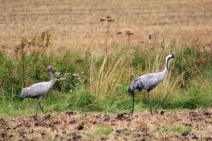 Common cranes IMG_6145C