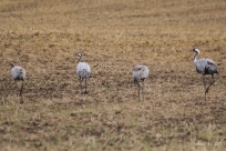 Common cranes IMG_6151CC