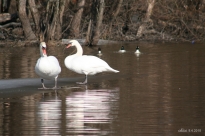 swans and ducks IMG_6342CC
