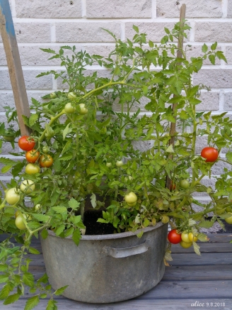 Tomatoes 20180809_092206_HDRC