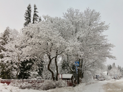 Snowy trees 20190109_105618_hdrcc