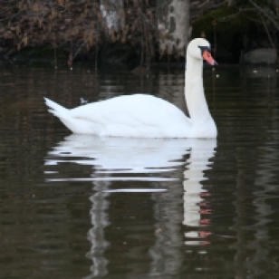 Swan IMG_7316C