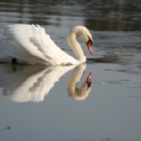 Swan IMG_7350C