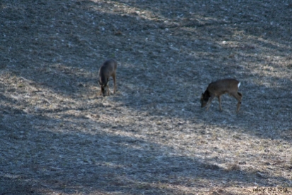 Two deer IMG_7385C