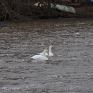 Swans, photo taken around noon