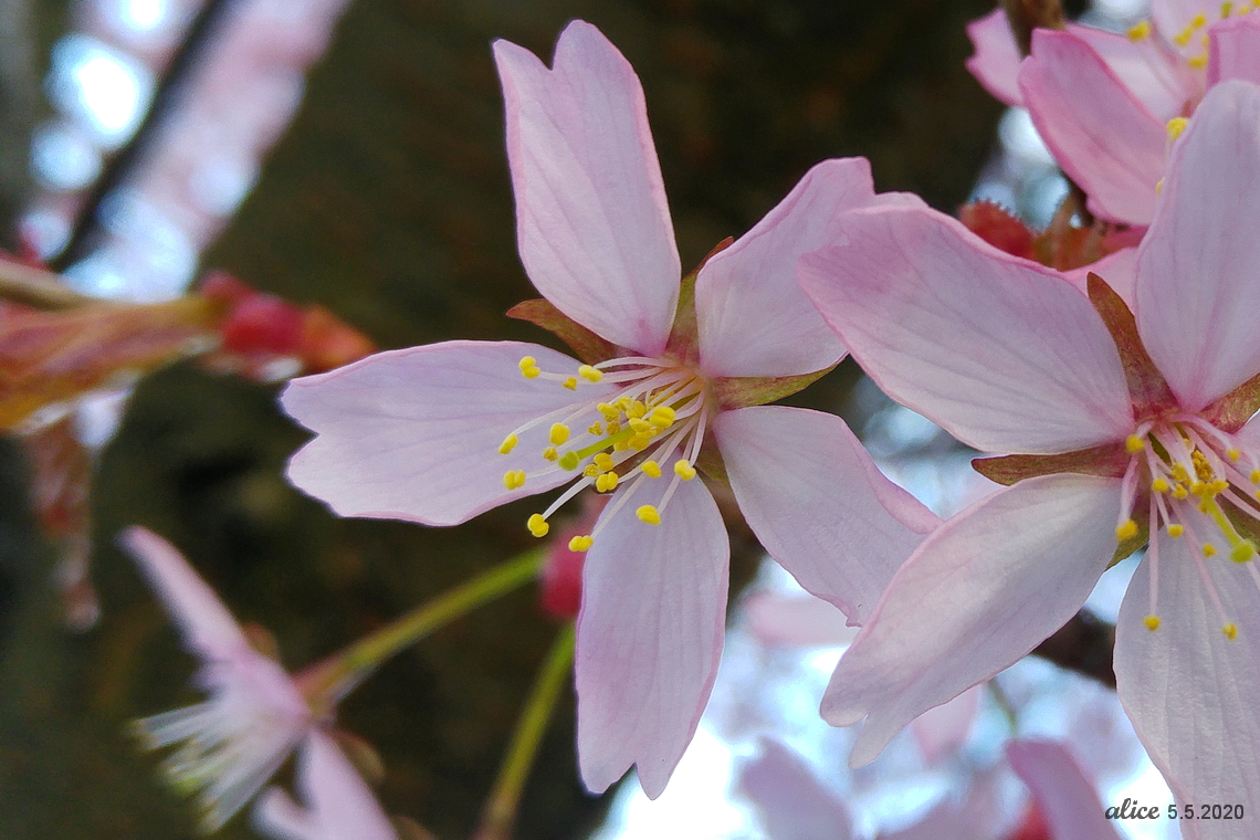 Cherry blossoms 20200505_071216_HDRC