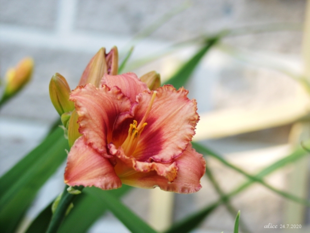 Strawberry Candy day lily